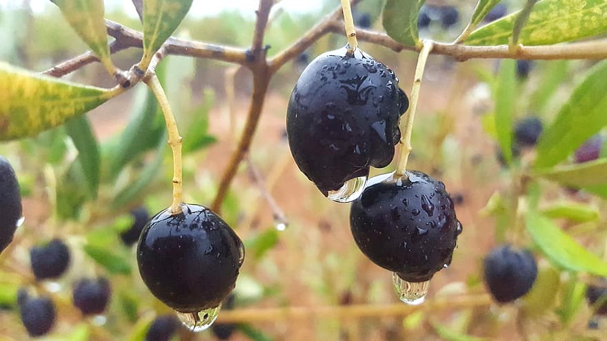 măsline negre, picături de rouă, natură, fruct, a închide, prospeţime, alimente, plantă, copt, frunze, ramură