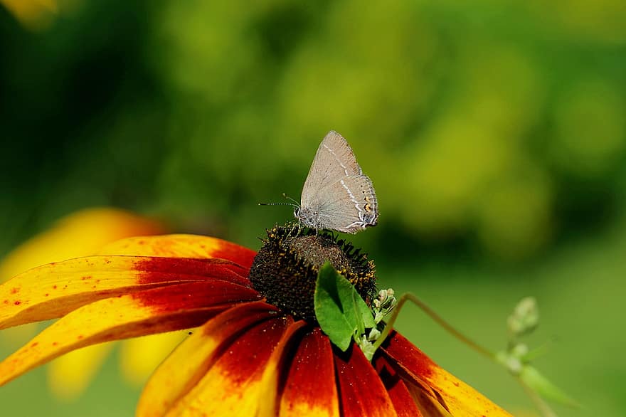 तितली, फूल, पंखुड़ियों, प्रकृति, कीट, पंख, जीवविज्ञान, पौधा, एंटीना, कीटविज्ञान, वॉलपेपर
