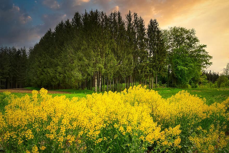 アブラナ、フラワーズ、咲く、黄、フィールド、自然、風景、空、花の牧草地、菜の花、農業