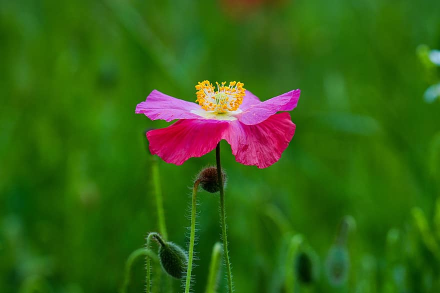 rosella, rosella rosada, flor rosa, flor, flors silvestres, República de Corea, prat, jardí