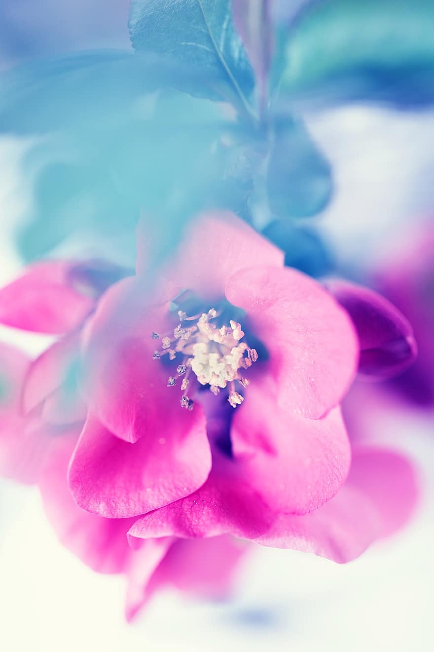 Spring, Blossom, Flower, Nature, Macro, Background, close-up, petal, plant, flower head, pink color