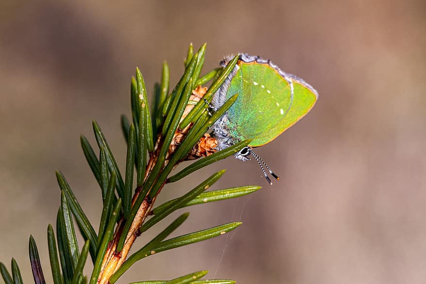 зелена прическа, callophrys rubi, природа, насекомо, животно, пеперуда - насекомо, дивата природа, лято, едър план, красота в природата, макро