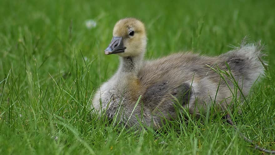 Bird, Chick, Goose, Cute, Baby Animal, Wildlife, Fluffy, grass, beak, young animal, feather
