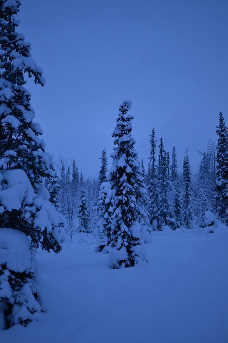 hivern, neu, bosc, arbres, conífera, vent de neu, gelades, gel, fred, paisatge, naturalesa