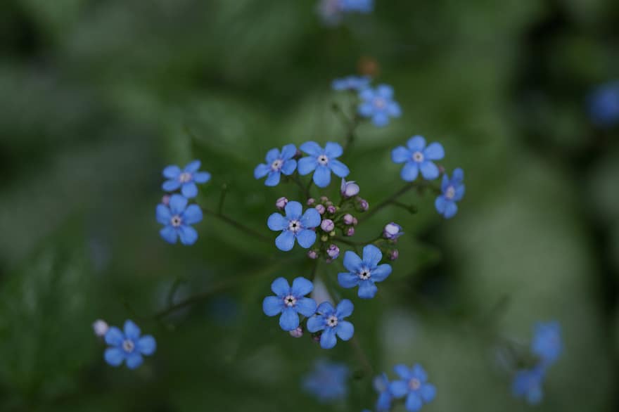 glem mig ikke, blå blomster, blomster, have, tæt på, plante, blomst, sommer, grøn farve, forår, friskhed