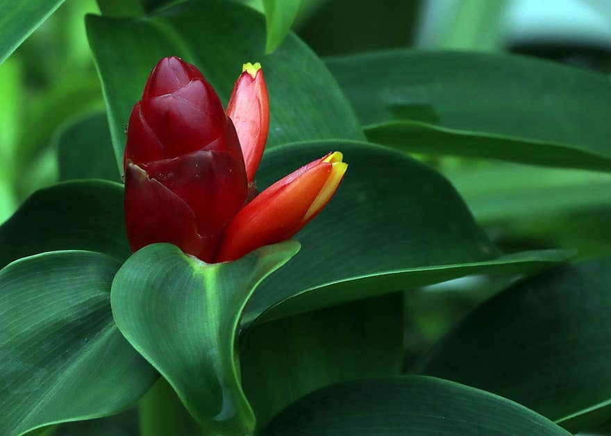 Costus, Flower, Plant, Blooming, Blossoming, Leaves, Flora, Herbal, Nature