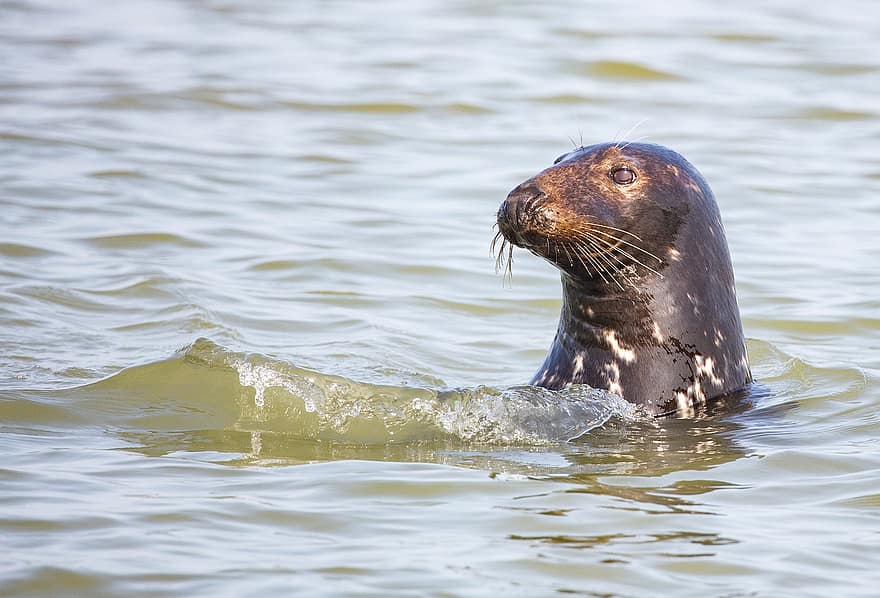 Seal Pup, Seal, Beach, Pinniped, Harbour Seal, Grey Seal, Pup, Harbor, Coast, Cute, Swimming