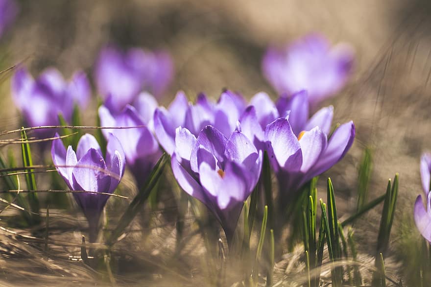 クロッカス、フラワーズ、植物、紫色の花、咲く、花、春、春の目覚め、春の花、早咲き、花の牧草地