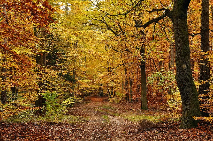 rudenī, mežs, meži, parks, rudens mežs, meža ceļš, ainavu, koki, dižskābardis, koks, lapas
