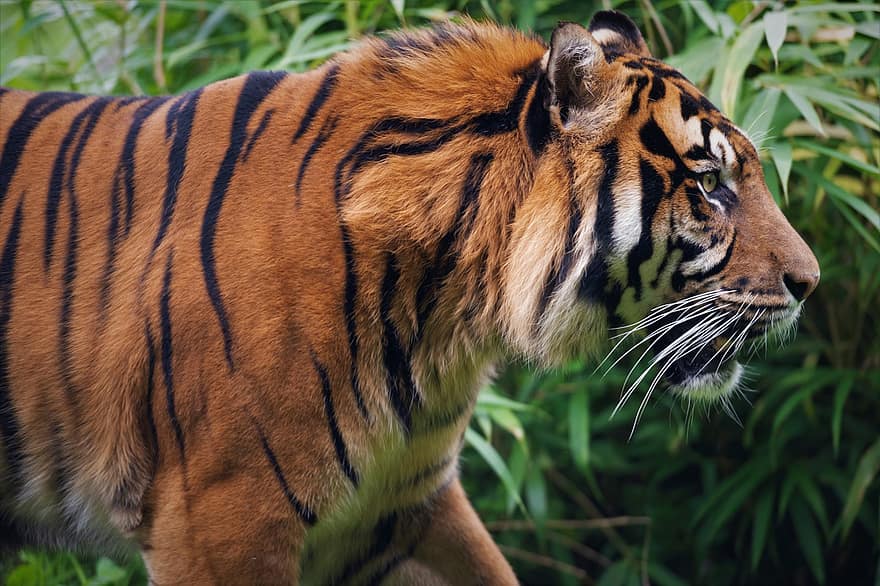 tigre, animal, zoo, mamífer, gat gran, animal salvatge, depredador, vida salvatge, desert
