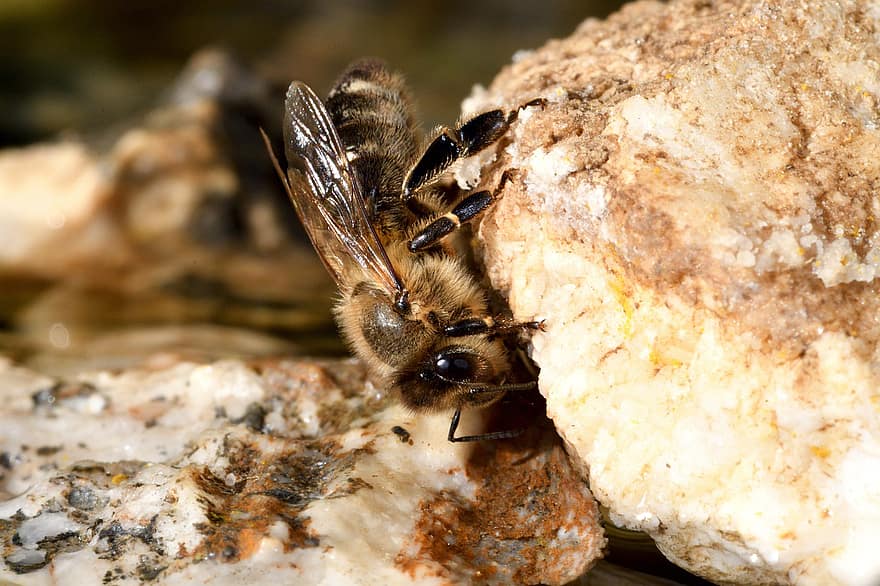бджола, комаха, медоносна бджола, меду, пасічник, бджільництво, природи