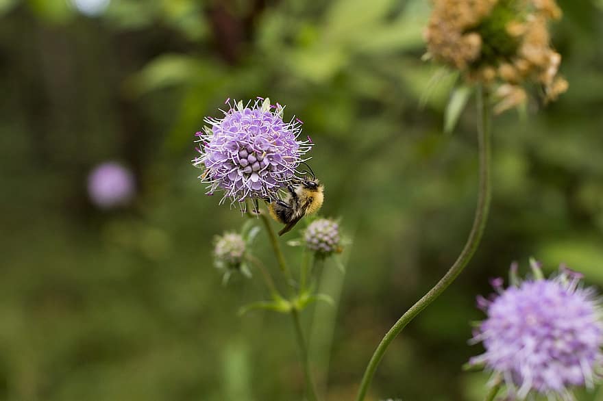 bumblebee, flor, inseto, natureza, jardim, pólen, polinização