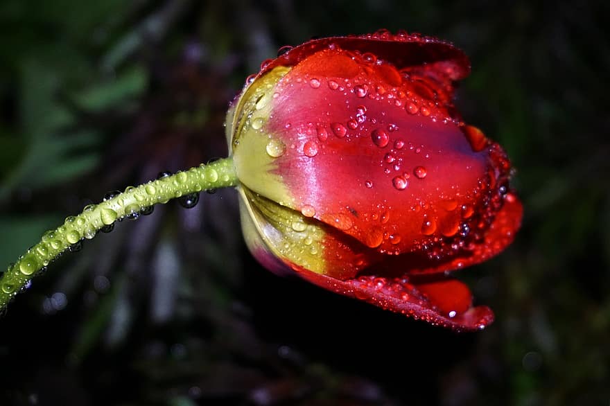 tulipán, červený tulipán, kapky rosy, červená květina, květ, rosa, noc, kapky deště