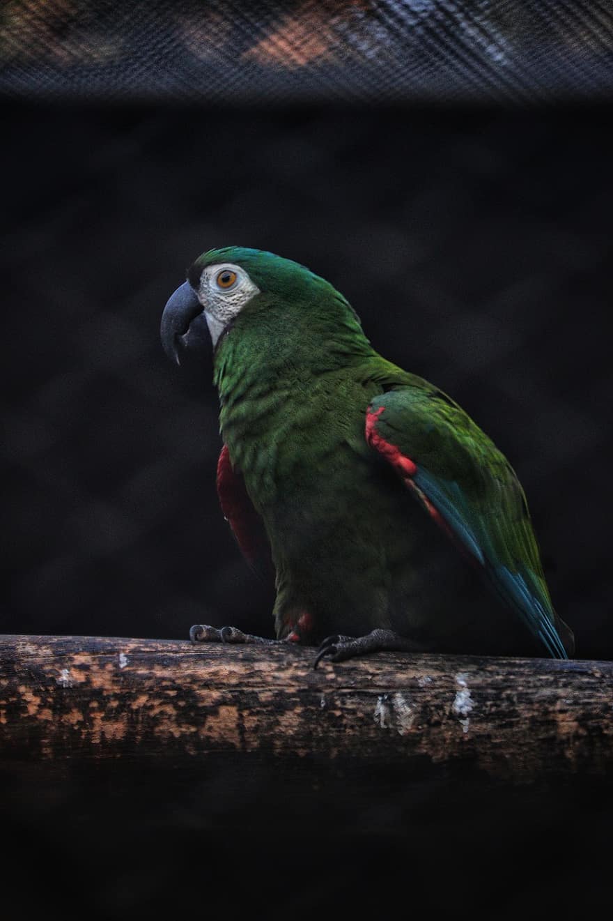 putns, papagailis, spalvas, putni, ornitoloģija, knābis, spalvu, daudzkrāsains, mājdzīvnieki, tropu klimats, tuvplāns