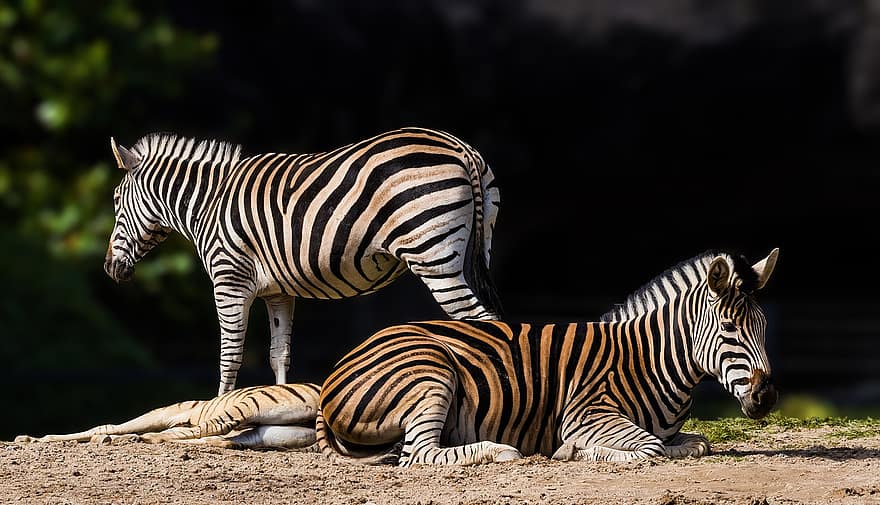zebras, žinduolių, laukinės gamtos, gyvūnas, dryžuotas, pobūdį, gyvūnams, Afrika, safari gyvūnai, lauke, laukinės gamtos rezervatas