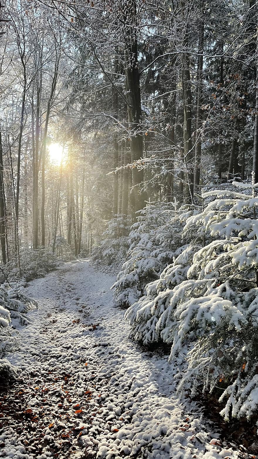 森林、自然、パス、冬、雪、木、シーズン、風景、霜、氷、歩道