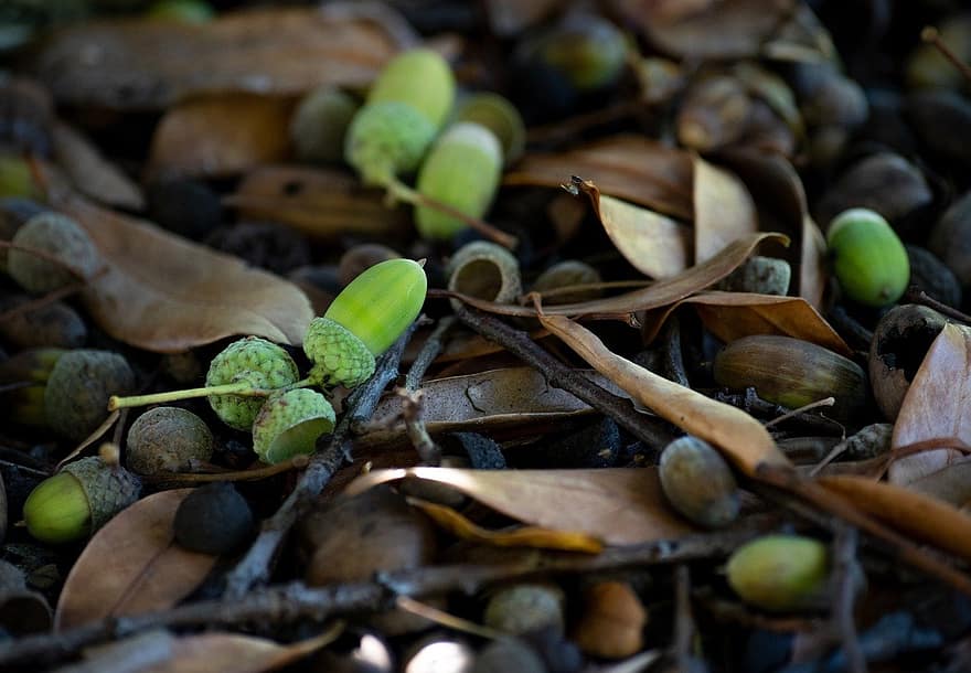 ollon, nötter, torkade löv, närbild, blad, växt, grön färg, tillväxt, friskhet, makro, höst