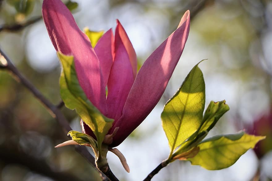 Magnolia merah muda, bunga, musim semi, berbunga, cabang, alam, mekar, merapatkan, bunga merah muda, kelopak merah muda, dekoratif