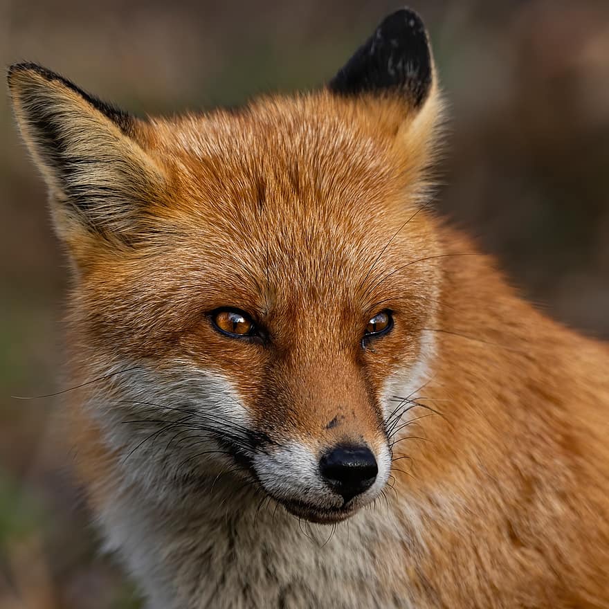 狐、キツネ、下品な、野生動物、動物相、野生、捕食者、毛皮、動物、野生の動物、閉じる