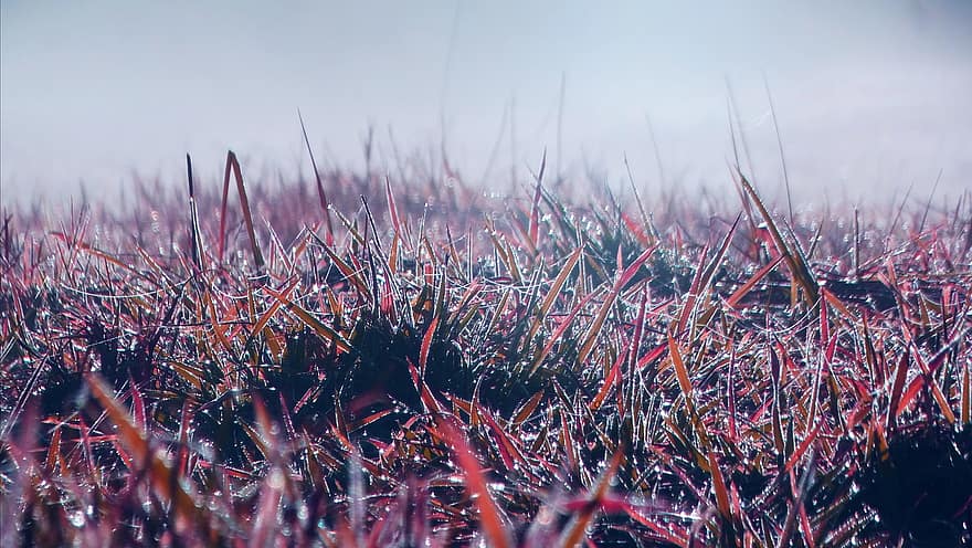 Grass, Dew, Plants, Meadow, Field, Dewdrops, Water, Morning, Nature, close-up, plant