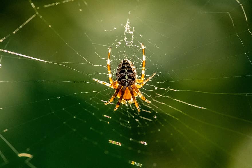 pająk, pajęcza sieć, owad, pajęczyna, Natura, makro