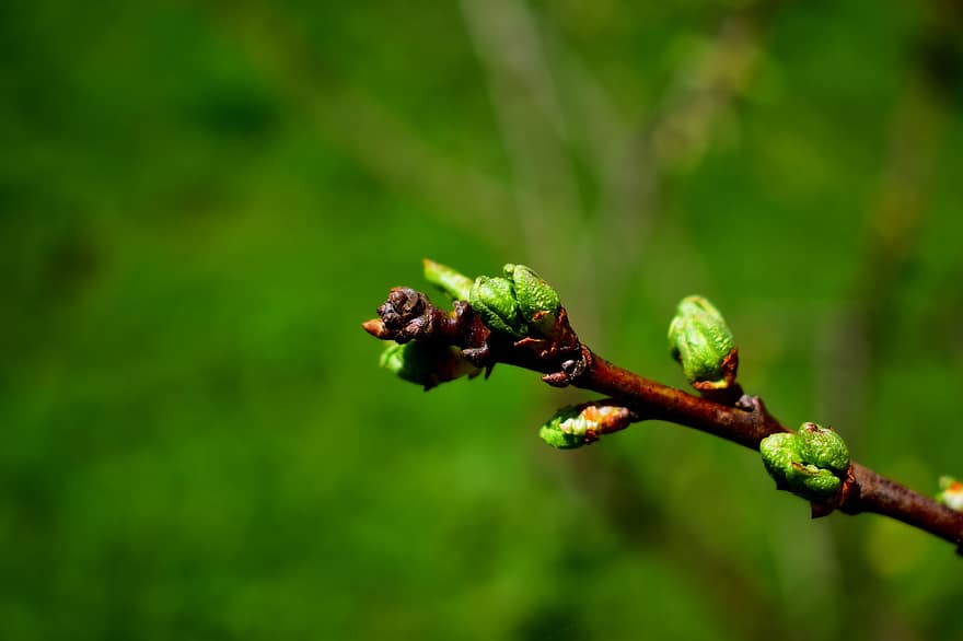 Spring, Plum Blossoms, Leaf Buds, Nature, close-up, plant, green color, leaf, springtime, macro, freshness