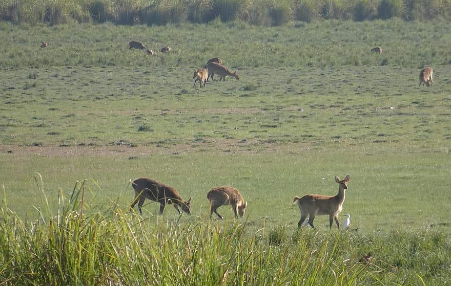 Jelen, bažina jelen, Barasingha, zvířat, volně žijících živočichů, Národní park Kaziranga, savců, Příroda, Indie, tráva, zvířata ve volné přírodě