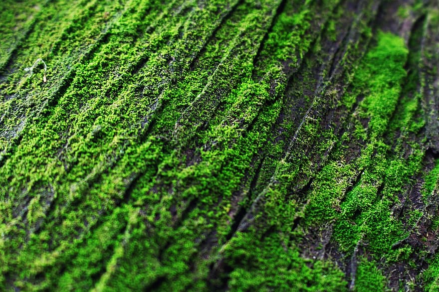 Das Grüne Moos, Hintergrund, Grün, das, Natur, Pflanze, Farbe, frisch, draussen, Textur, Muster