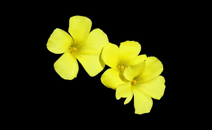 Желтые цветы на черном фоне, цветы, желтый, яркий