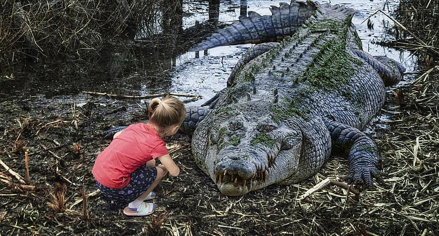 meisje, kind, krokodil, reptiel, moeras, water, dier, risico, vertrouwen, sterkte, gevaarlijk