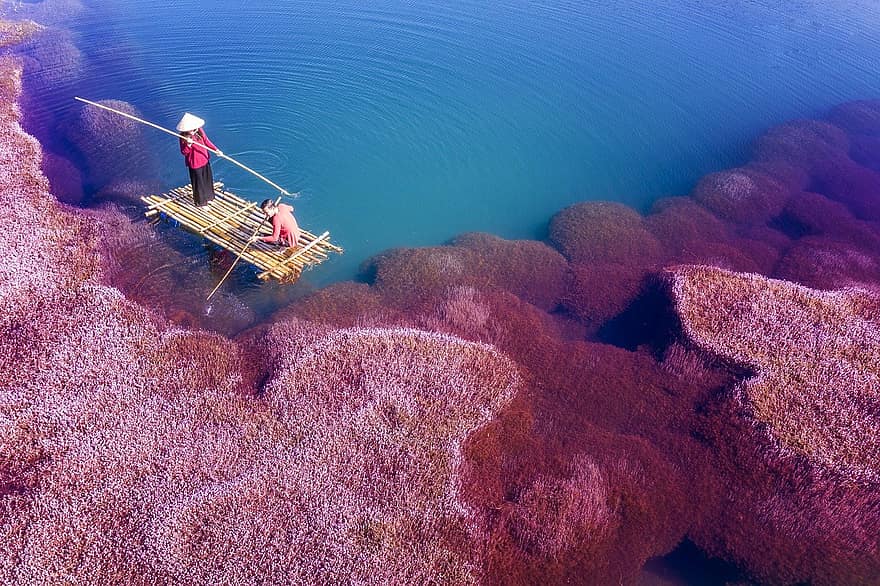 Algas rosadas, rosado, algas, pescador, pescar, lago, bao loc, lam dong, Vietnam, bote, agua