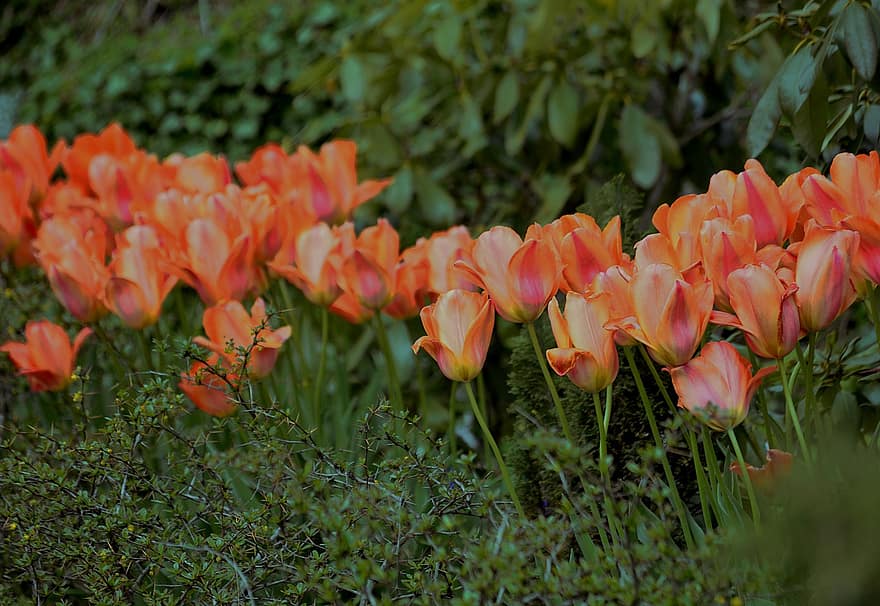 tulipanes, las flores, naturaleza, flora