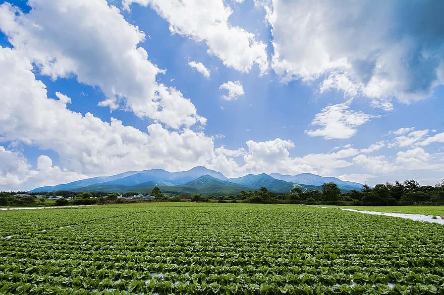 dārzeņi, jomā, yatsugatake, kalni, lauku, saimniecība, augiem, stādījumu, ainavu, raksturs, laukos
