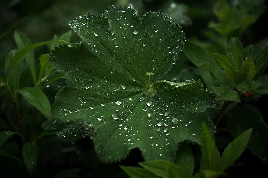 Leaf, Rain, Nature, Drop Of Water, Dew, Environment, Background, Close Up