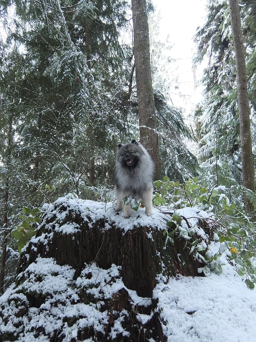 śnieg, pies, drzewa, zimowy, las, Las, lasy, psi, zwierzę domowe, ssak, zwierzę