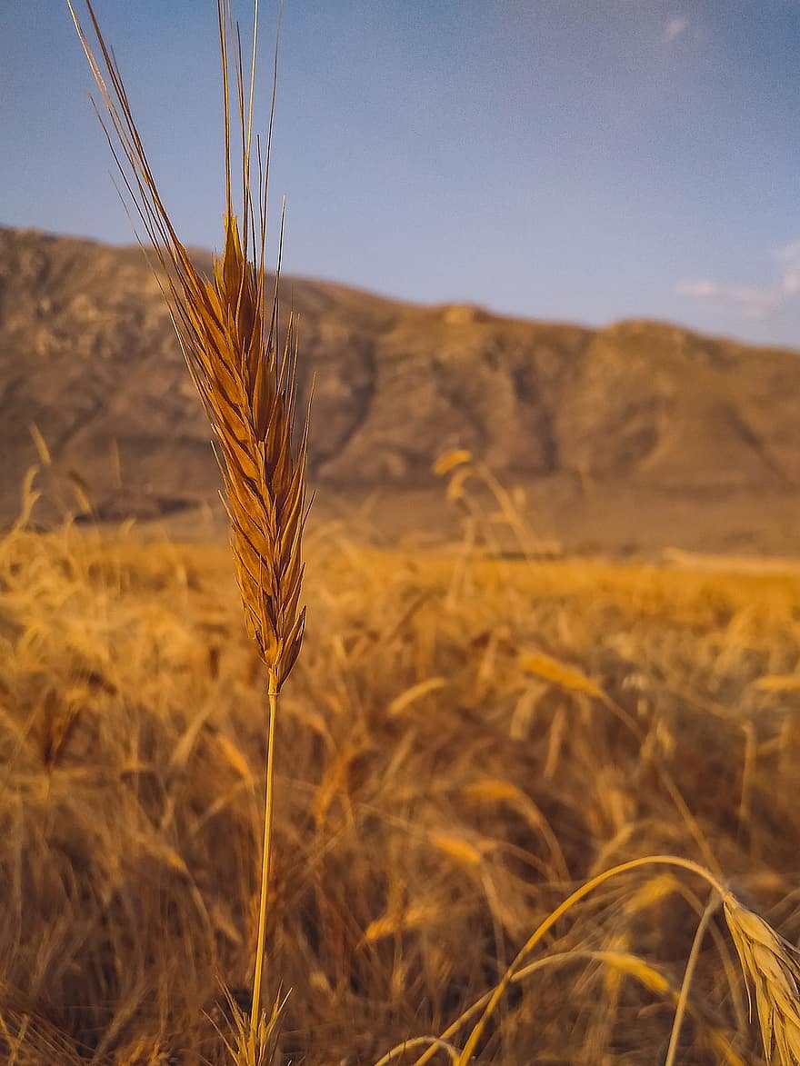 trigo, cevada, plantação