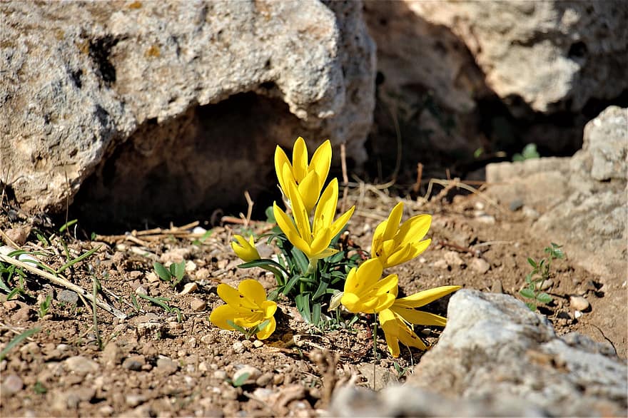 λουλούδι, κίτρινος, φύση, καλοκαίρι, χλωρίδα, πέτρα, με ασφάλεια