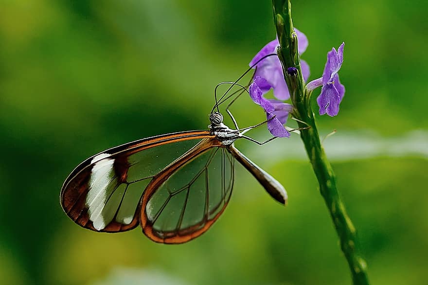 나비, 곤충, 자연, 동물, 비행, 꽃, edelfalter, 그레타 모르간, 이국적인