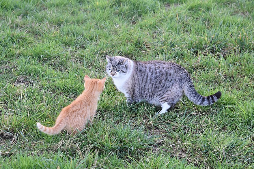 chats, chaton, animal de compagnie, jeune chat, chats tabby, animaux, herbe, national, félin
