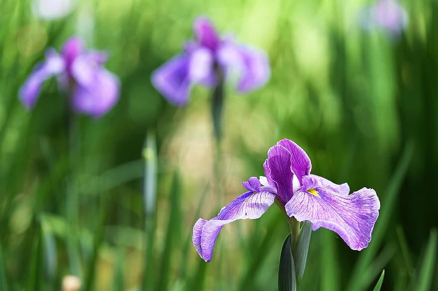 орхидея каттлеи, орхидея, цветок, завод, лепестки, фиолетовый цветок, цветение, листья, сад, природа