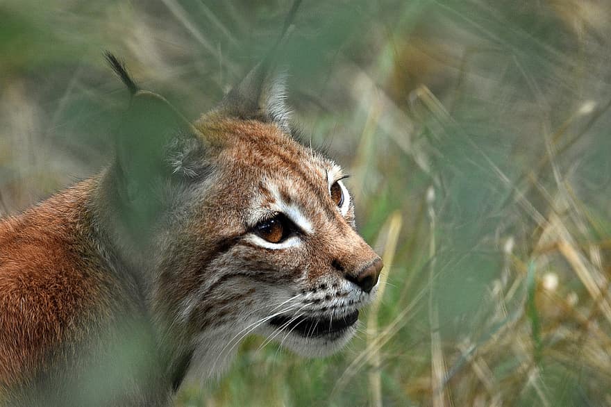 Lynx, animal, sauvage, chat, la nature, fourrure, félin, agile, vite, faune, région sauvage