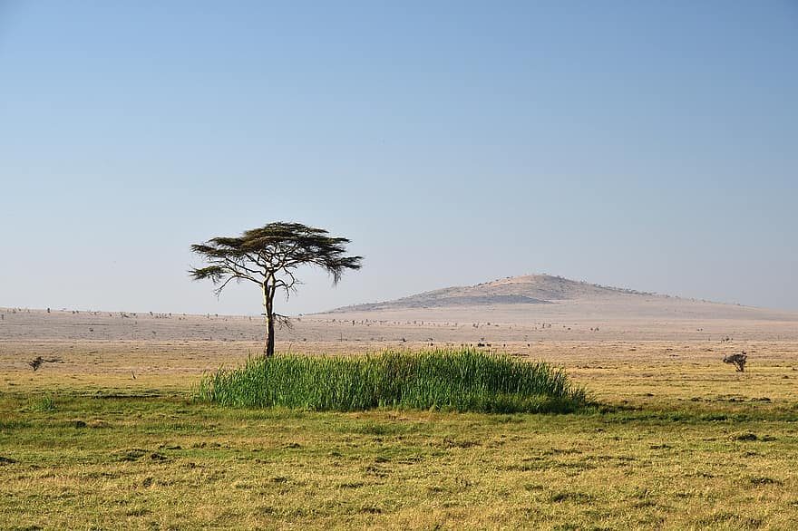 bomen, steppe, landschap, safari, natuur, Lewa, Kenia, gras, boom, zomer, landelijke scène
