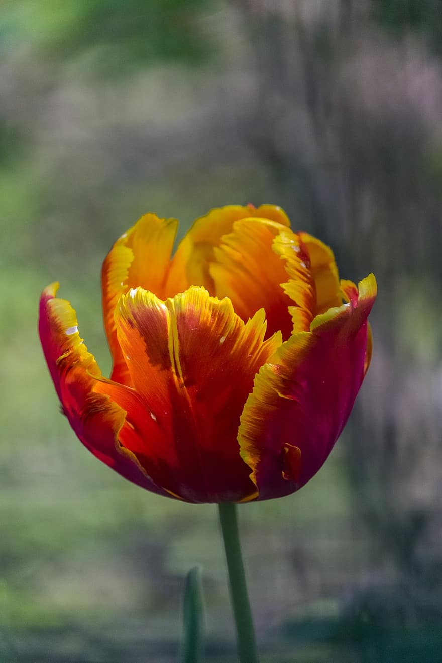 tulipa, flor, plantar, pétalas, Flor, florescendo, Primavera, jardim, natureza