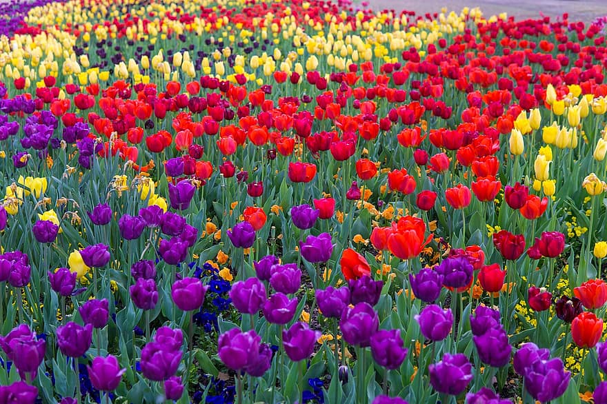tulip, bunga-bunga, bidang, taman, berkembang, mekar, kelopak, kelopak tulip, flora, tanaman, penuh warna