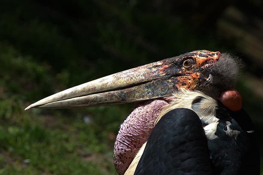marabou stork, πουλί, ζώο, άγρια ​​ζωή, φτερά, ορνιθολογία, παρατήρηση πουλιών, φύση, ράμφος, ζώα στη φύση, φτερό