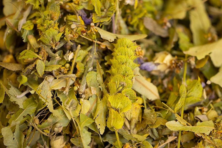 травы, сухие цветы, чайные цветы, лист, осень, желтый, завод, время года, крупный план, фоны, зеленого цвета