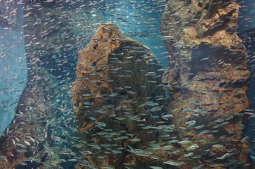 peix, Shoaling i Escolarització, sota l'aigua, roques, aquari, eixam de peixos, escull, aigua, blau, submarinisme, multicolor