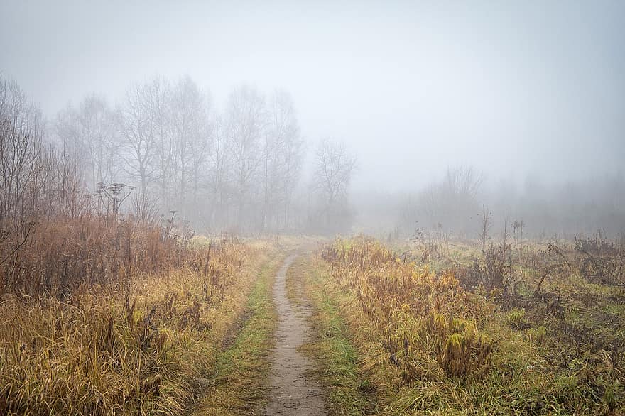 природи, осінь, туман, дерева, ходити, дорога, шлях