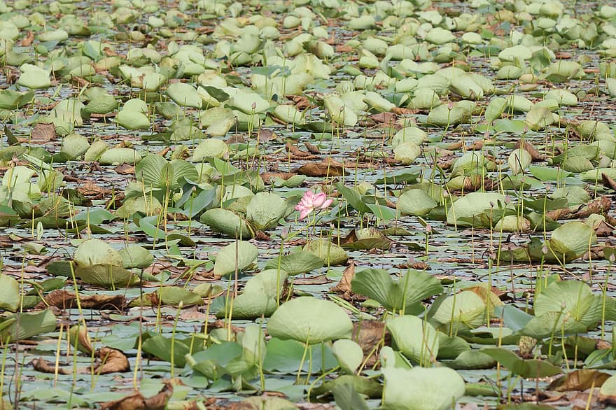 Kerala, eau, feuilles, bourgeon, feuille de lotus, la nature, Inde, vert, paysage, de plein air