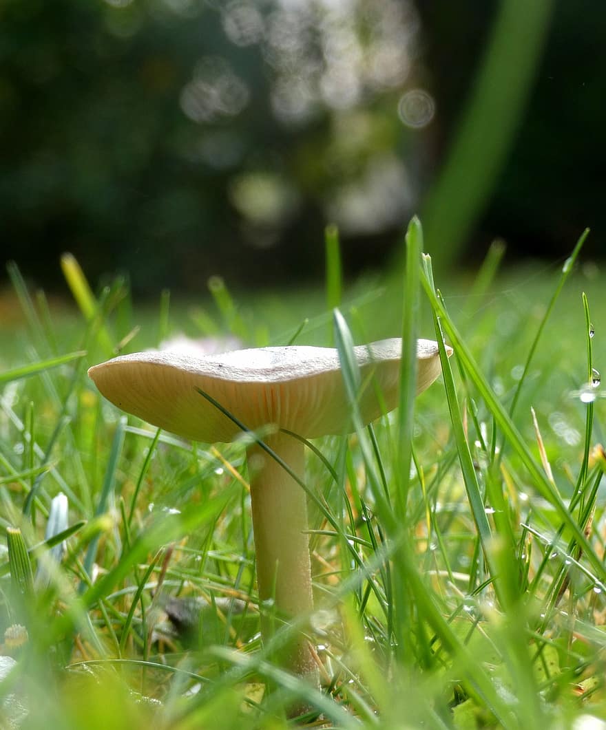 Mushroom, Plant, Toadstool, Mycology, Grass, Forest, Wild, Nature, close-up, green color, fungus